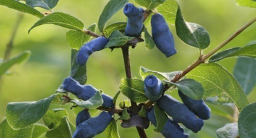 Jak se starat o zimolez na podzim?
